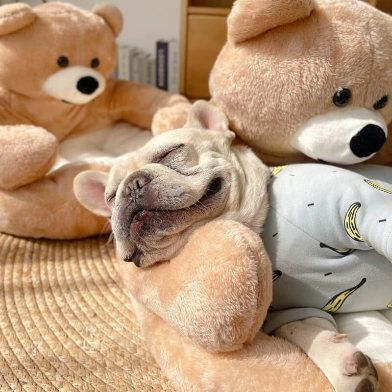 Teddy Bear Plush Pet Bed